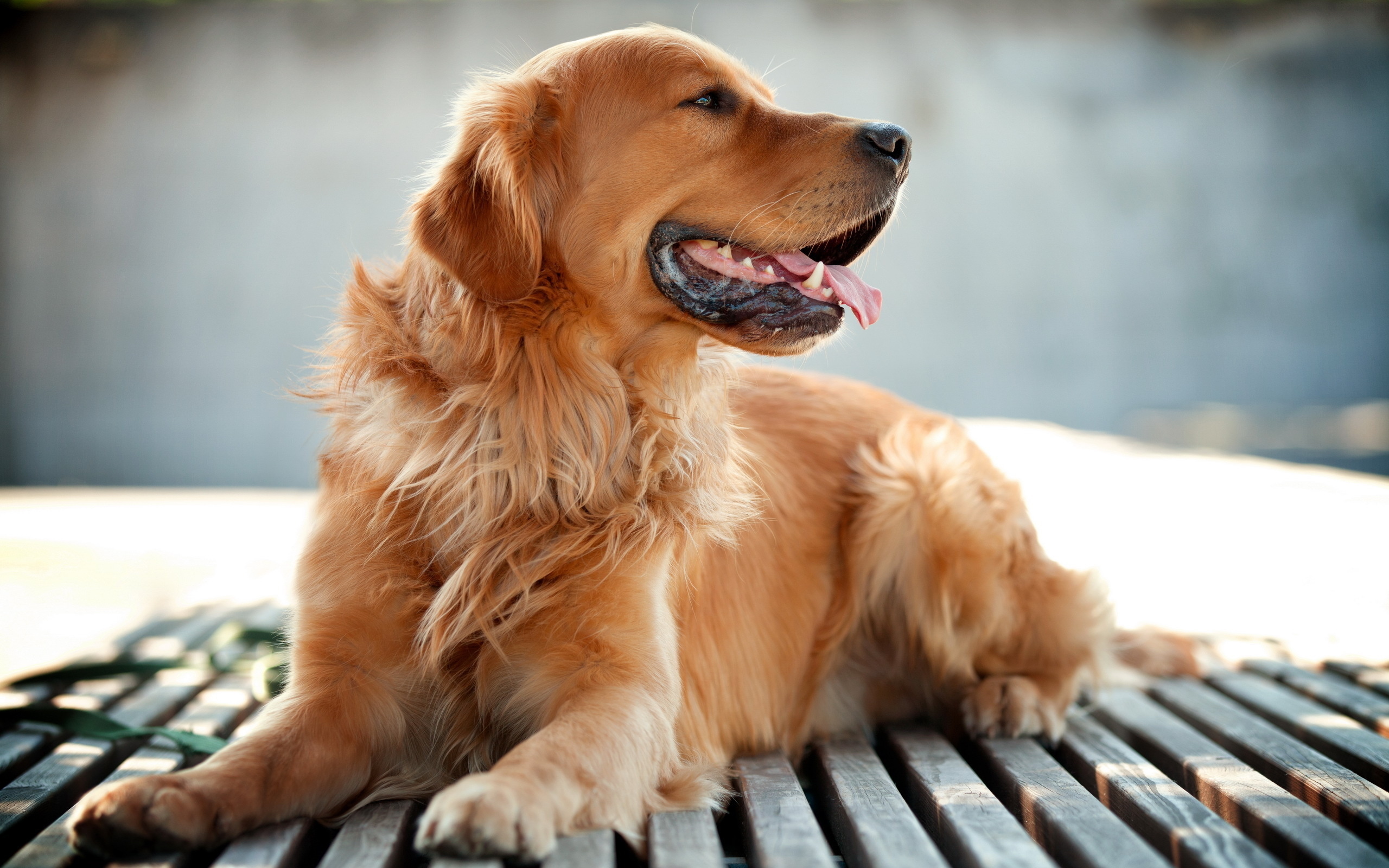 Golden Retriever Dog1233814909 - Golden Retriever Dog - Sumatran, Retriever, Golden, Dog